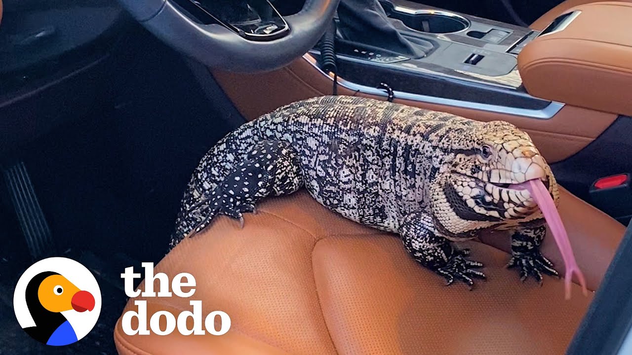 Rescued Dinosaur Loves To Cuddle With Grandma - The Dodo