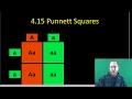 Genetic Ratios and Punnett Squares