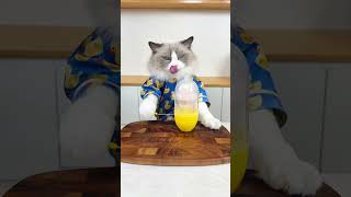 Puff Made A Perfect Golden Egg! #thatlittlepuff #lifehacks #cat
