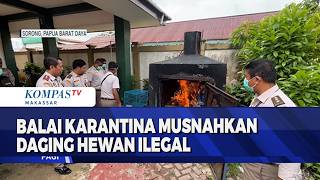 Balai Karatina Sorong Musnahkan Media Pembawa Hama Penyakit