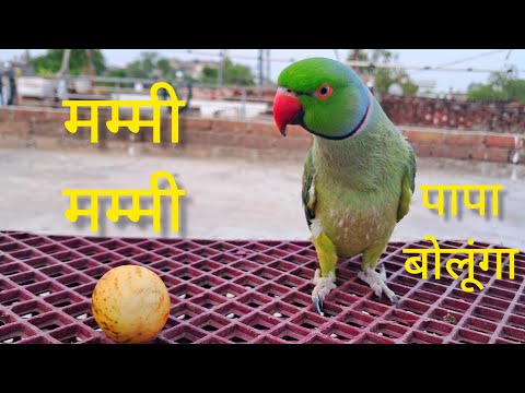 Indian Ringneck Talking Parrot #indianringneckparrot #talkingparrot #parrot