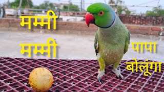 Indian Ringneck Talking Parrot #indianringneckparrot #talkingparrot #parrot