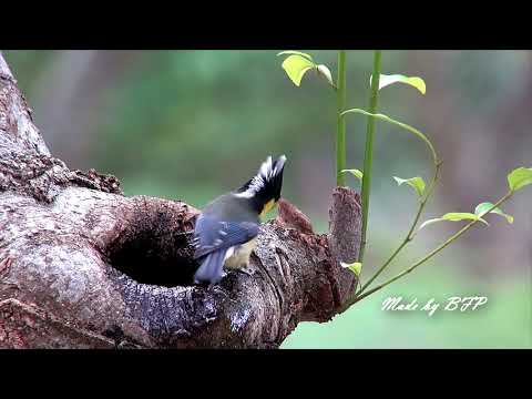 黃山雀在樹洞洗澡 / Yellow Tit Bathing on the tree hole - YouTube