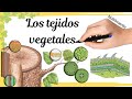 Plant Tissue Organization and Functions