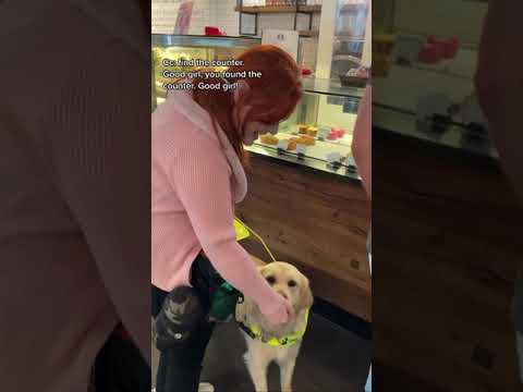 Guide Dog Molly Guided Me To Starbucks! She’s So Cute!