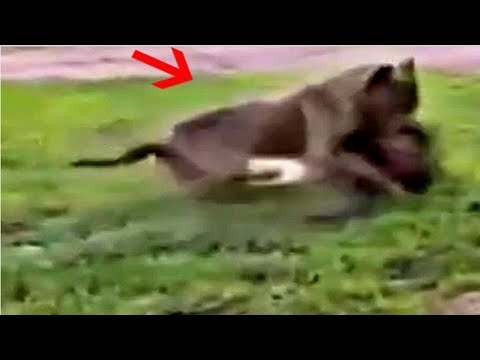 Mutt attacks the wrong dog and regrets straight after!!!