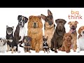 Understanding Dogs and Human Evolution