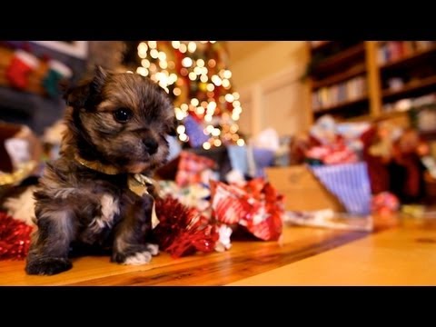 Puppy Christmas