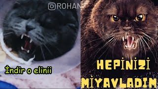 Veterinere saldıran kedi - Rohanliadam