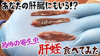 あなたの肝臓にもいる！？恐怖の寄生虫「肝蛭」食べてみた