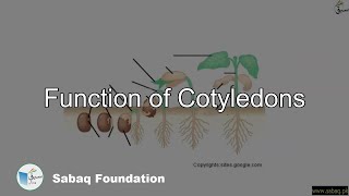 Function of Cotyledons