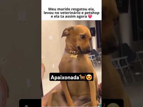 Caramelo apaixonada!๐ฉท๐ #shorts #cachorro #caramelo #fofo #pets #animais