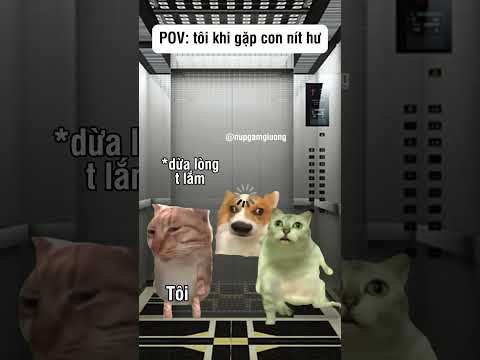 Cải biên từ một câu chuyện có thật cre: Internet #shorts  #funny #pets #cat