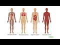 Human Body Systems and Functions