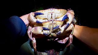 COASTAL FORAGING - Wild Prawn & Big Brown Crabs , Catch Clean Cook 