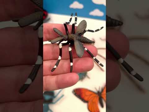 Mosquito Lifecycle Fun Facts!  #KidsLearning