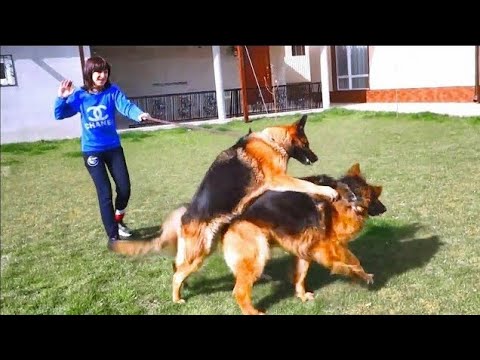 Первая невеста Германа. Суровая Чара.  Немецкая овчарка. Одесса.