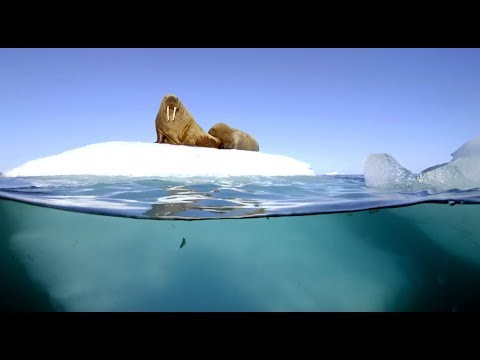 Filming Walrus With The Megadome | Blue Planet II | Behind The Scenes