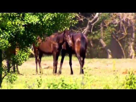 ROMANIA - WILD CARPATHIA 2: From The Mountains to The Sea
