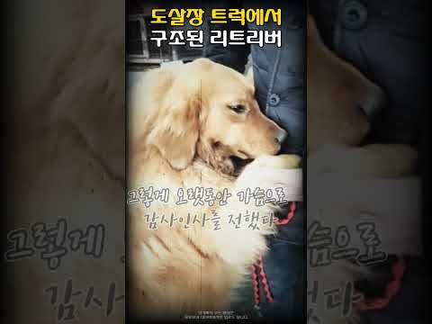 도살장 트럭에서 구조된 리트리버 '뭉클 반응'