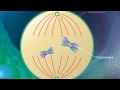 Meiosis Stages and Events