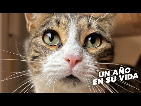 UN AÑO EN LA VIDA DE MI GATO Alcachofo🐯(2024) Su adaptación a nuestro hogar 🏡