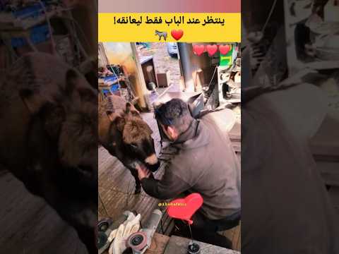 #حمار ينتظر عند الباب فقط ليعانقه!🥹🫏