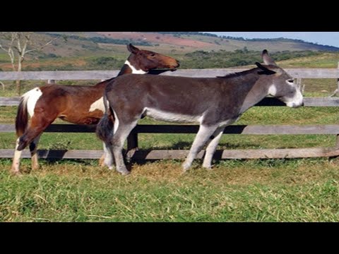 O Jumento: Mais que um Animal de Carga
