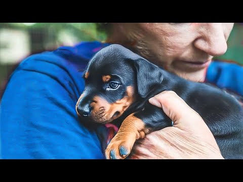 Crying Dog Hugs Owner Before Being Put To Sleep. Then Vet Screams God, No! & Calls The Cops!