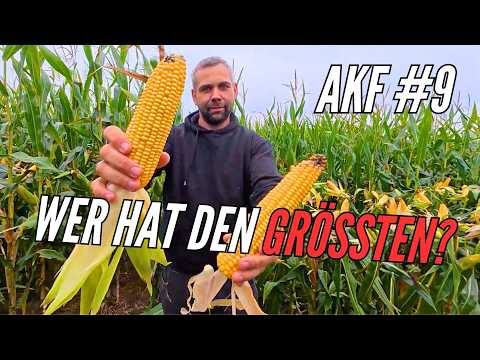 AKF #9 Mais: Auswertung Sortenversuch. Riesige Kolben?