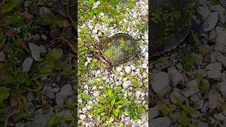 Turtle Crossing!  🐢