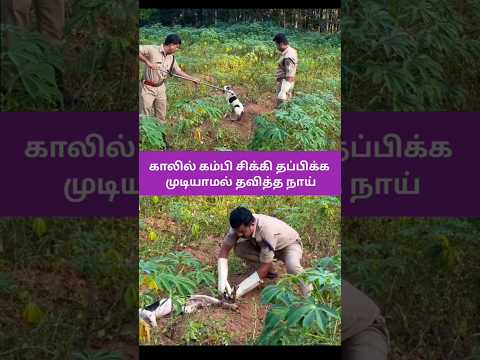 நாயின் காலில் சிக்கிய கம்பி