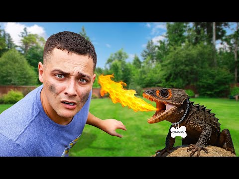 I Found A Dragon and Kept it as a PET… 