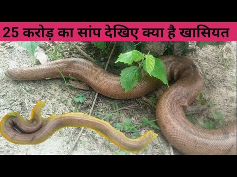 करोड़पति बना देगा ये सांप, 1 की कीमत 25 करोड़ तक....नाम है 'Red sand boa' | Dharm hit Videos full