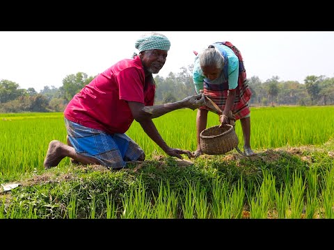 Tribe grandmother collect crab from rice field and cooking in Handi | Kankra Handi recipe