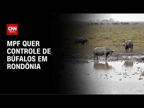 MPF quer controle de búfalos em Rondônia | LIVE CNN