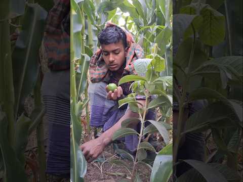 পিয়ারাখে বিপদ ঘটে।