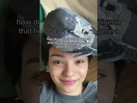 how do i tell my pigeon that her are causing me a great deal of pain