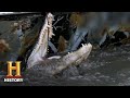 Alligator Tracking and Hunting Strategies