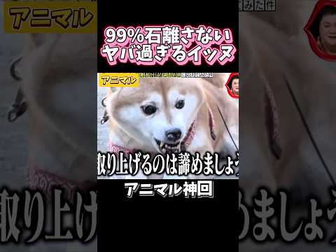 【神回】99%石を離さないイッヌがヤバイ#いぬ#ねこ