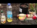 Pest Control and Companion Planting
