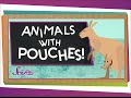 Marsupials and Their Unique Traits