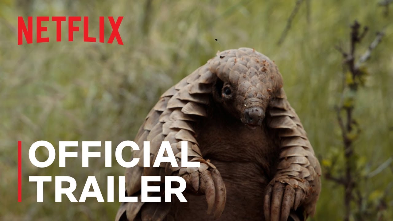 Pangolin: Kulu’s Journey | Official Trailer | Netflix