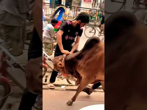 আল্লাহ তুমি করো একটু মেহেরবানি।কুবল করো আমার কুরবানী ❤️🐮🐄 #kurbani #eid #special #cow #viralvideo