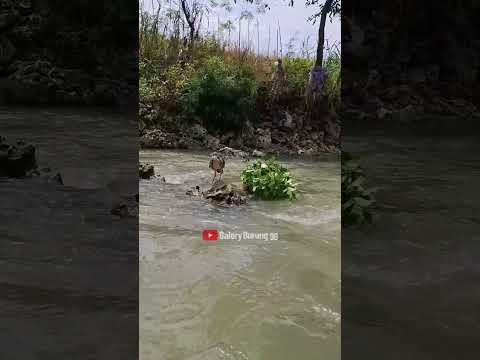 Rumput berjalan mendekati burung #shorts #viralvideo