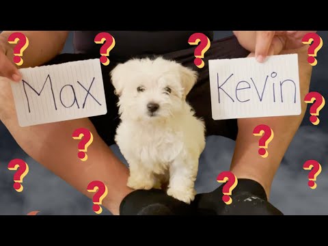 Dejamos A Nuestro Perrito Elegir Su Nombre! 🐶😱🙈 || FAMILIA SG