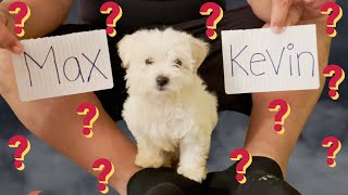Dejamos A Nuestro Perrito Elegir Su Nombre! 🐶😱🙈 || FAMILIA SG