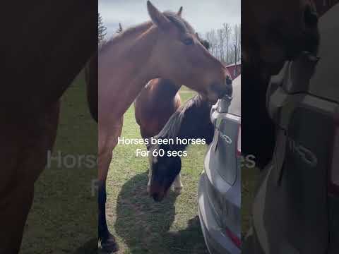 #foryou #cute #animals #horses