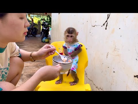 Returning from the hospital, Monkey Linda was fed oatmeal porridge by his mother