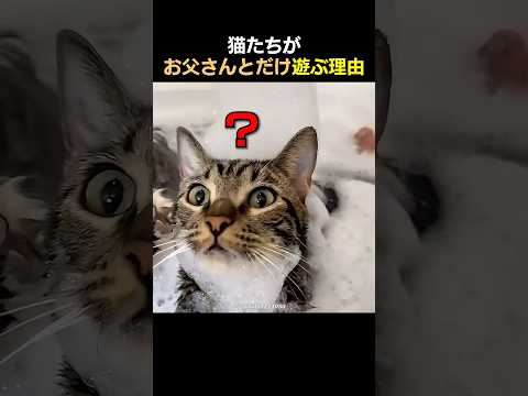 猫たちがお父さんとだけ遊ぶ理由
